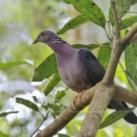 Columba torringtoniae Blyth & Kelaart, 1853